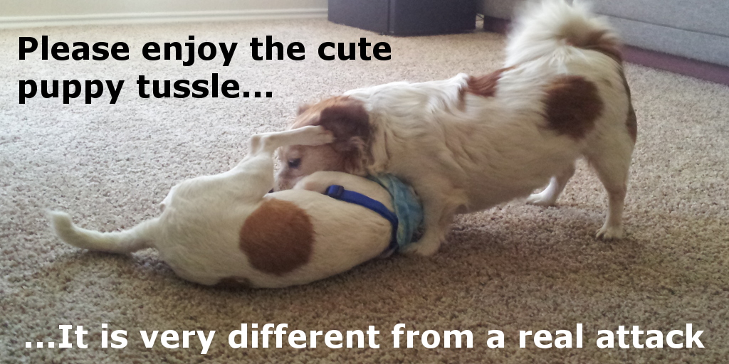Puppy tussles are very different from real attacks