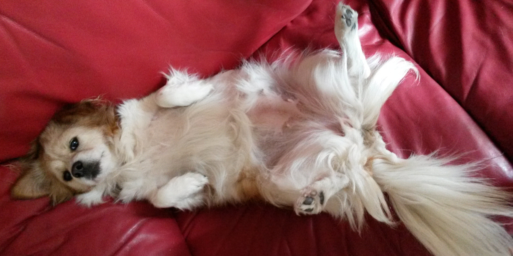 That's one confident dog...