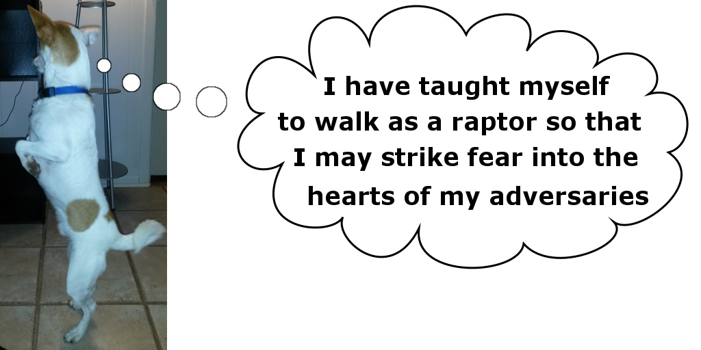 I have taught myself to walk as a raptor...